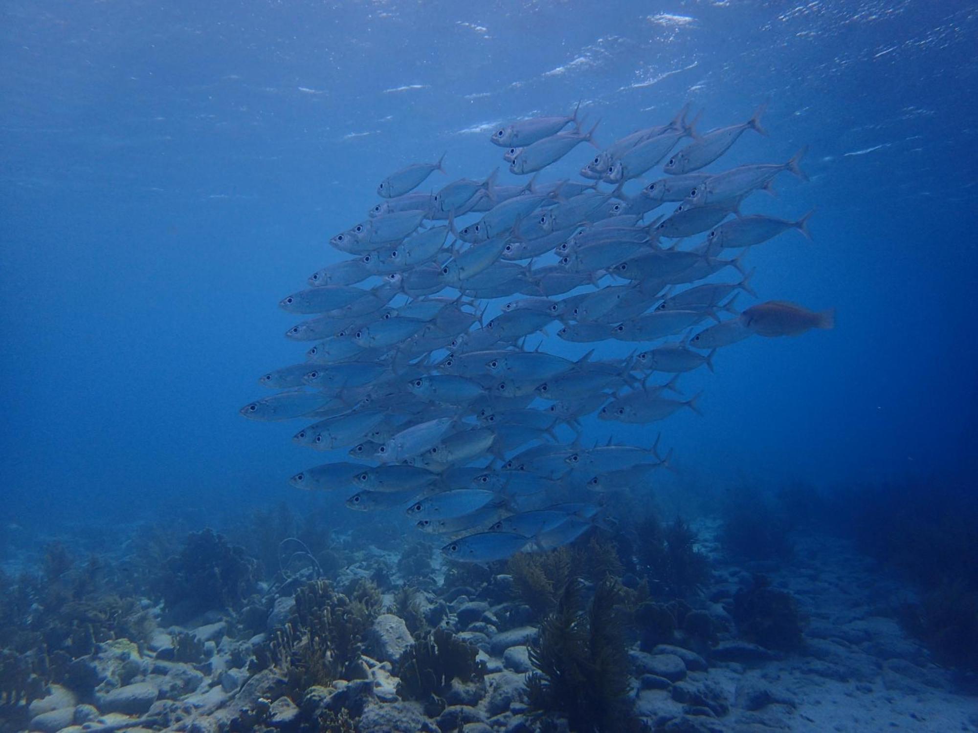 Villa Gobernador Bonaire Playa Exteriér fotografie